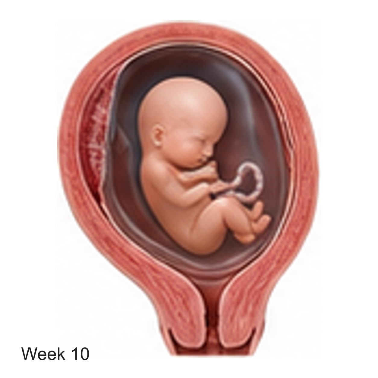 Prenatal development illustration at week 10