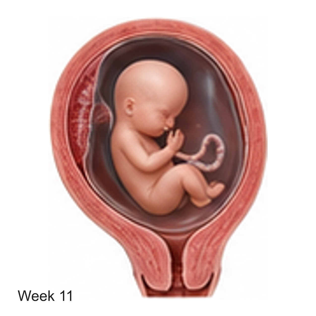 Prenatal development illustration at week 11