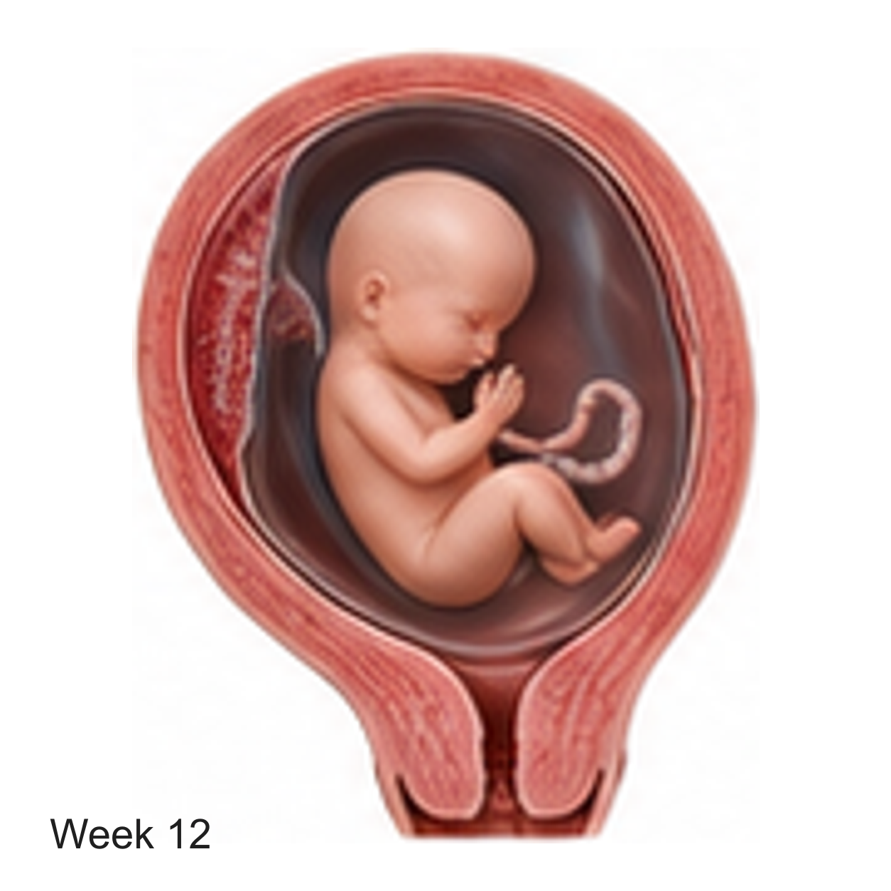 Prenatal development illustration at week 12