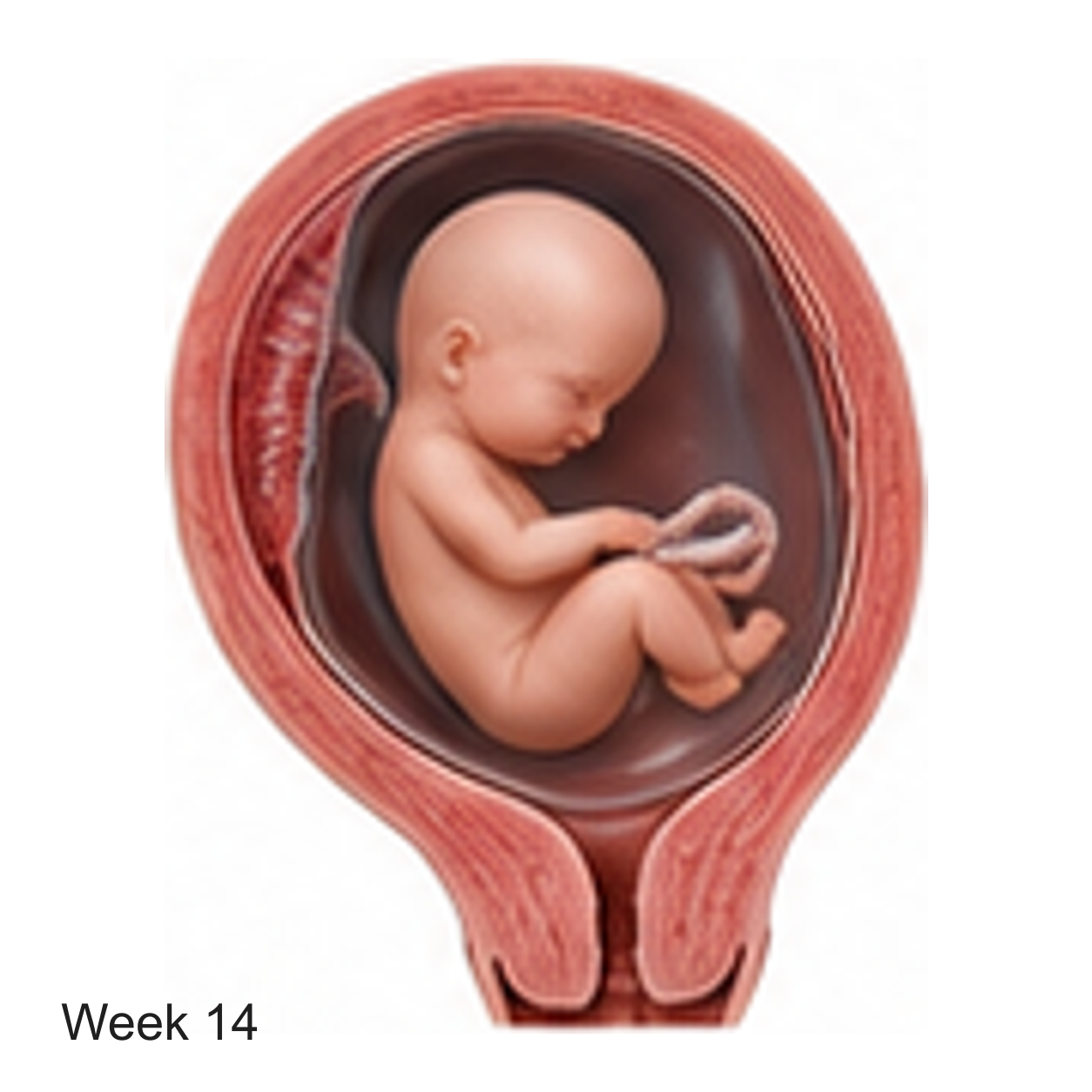 Prenatal development illustration at week 14