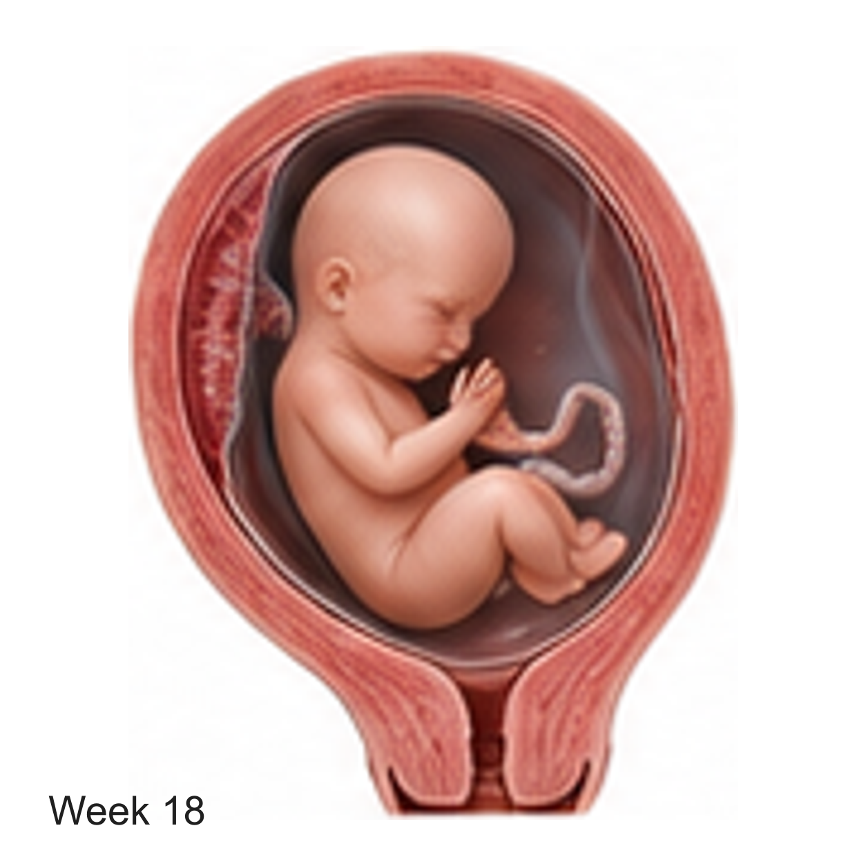 Prenatal development illustration at week 18