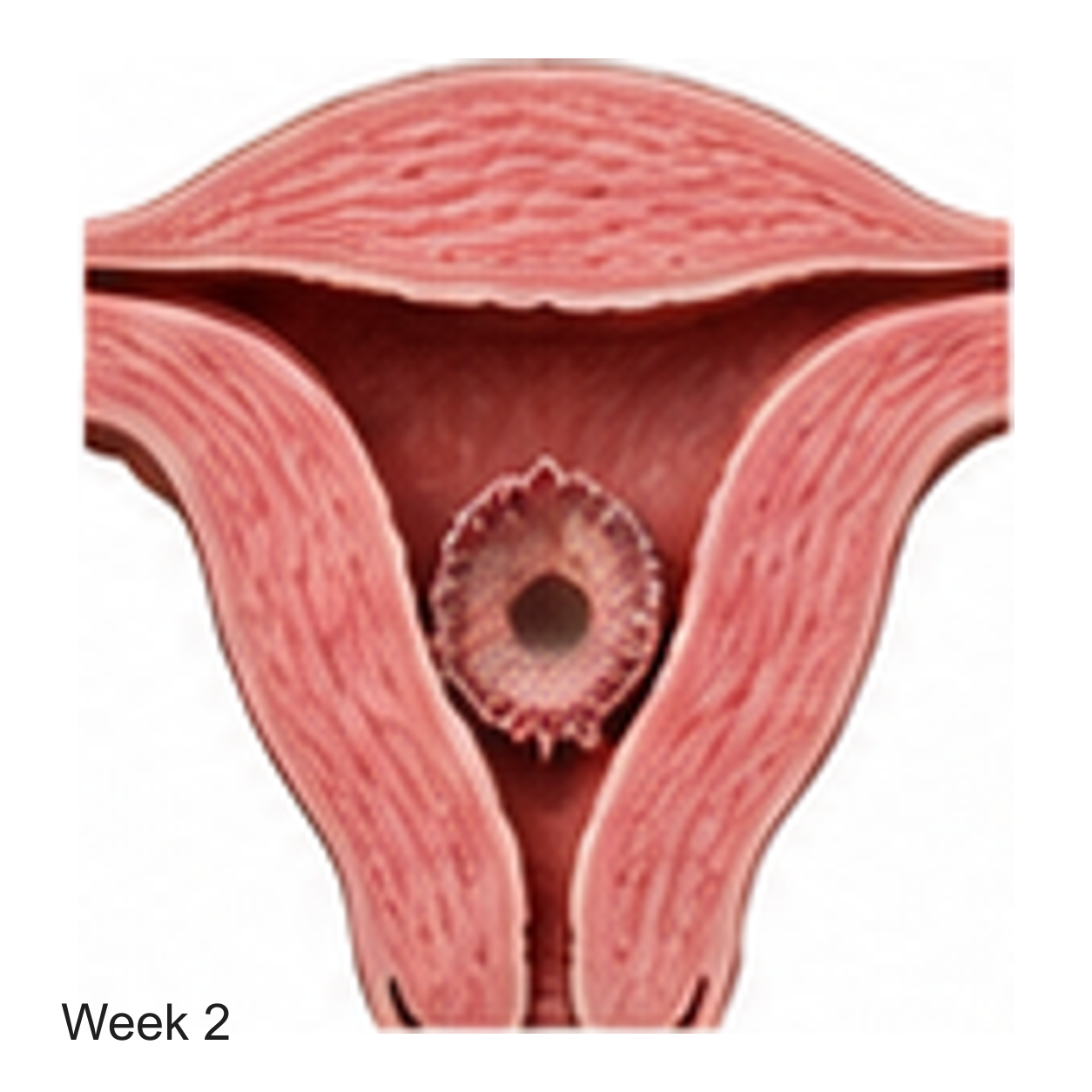 Prenatal development illustration at week 2