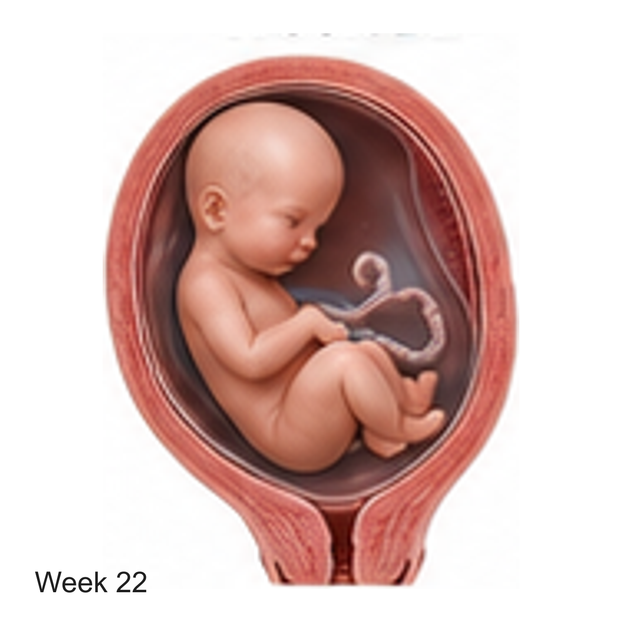 Prenatal development illustration at week 22