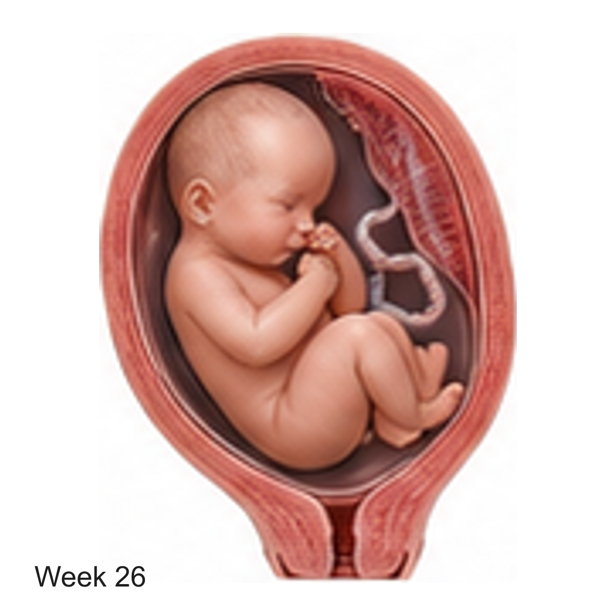 Prenatal development illustration at week 26
