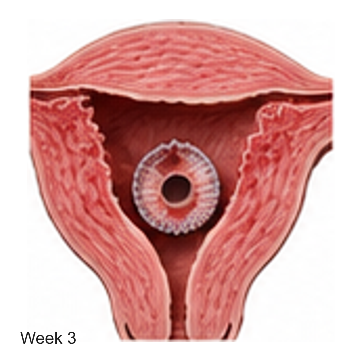 Prenatal development illustration at week 3