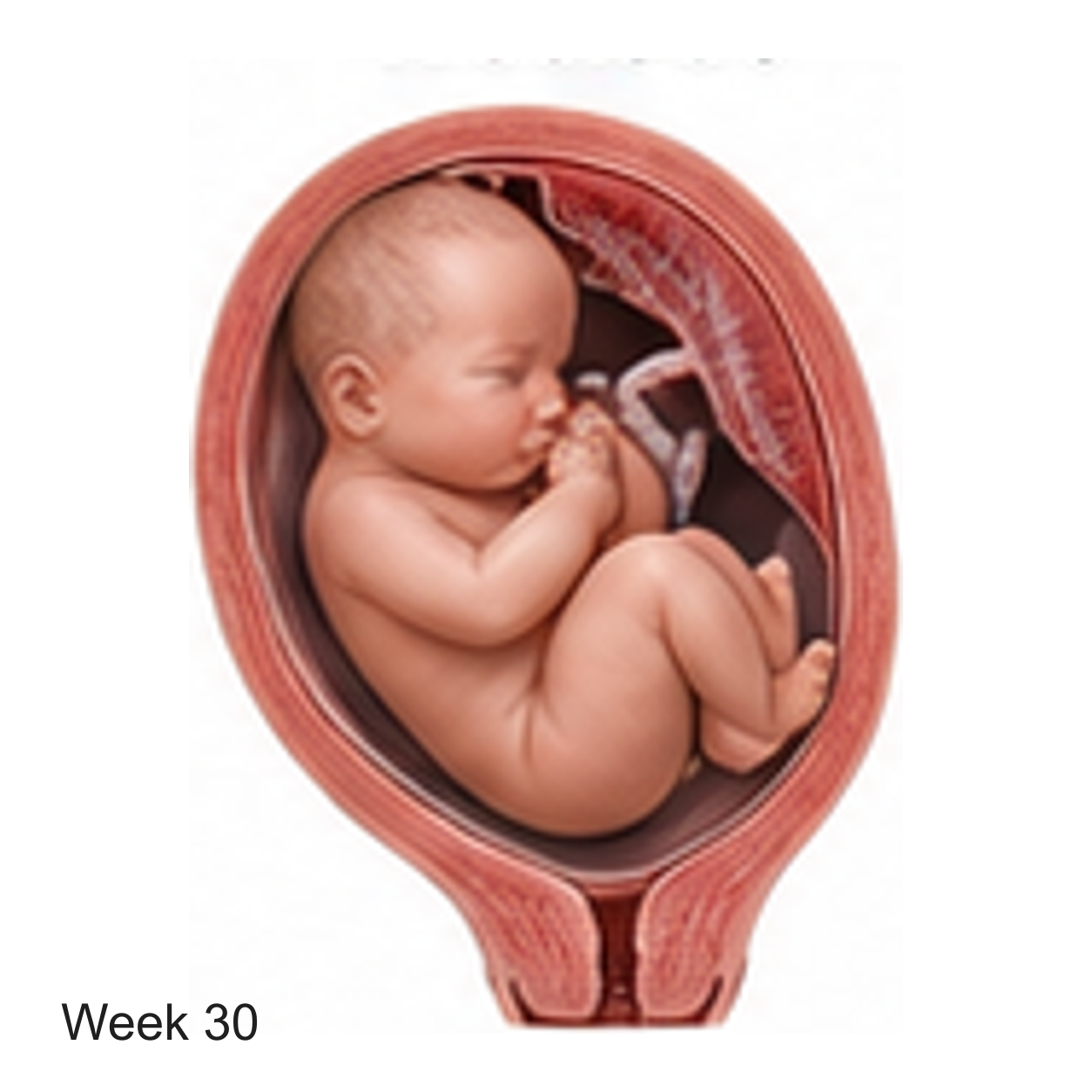 Prenatal development illustration at week 30