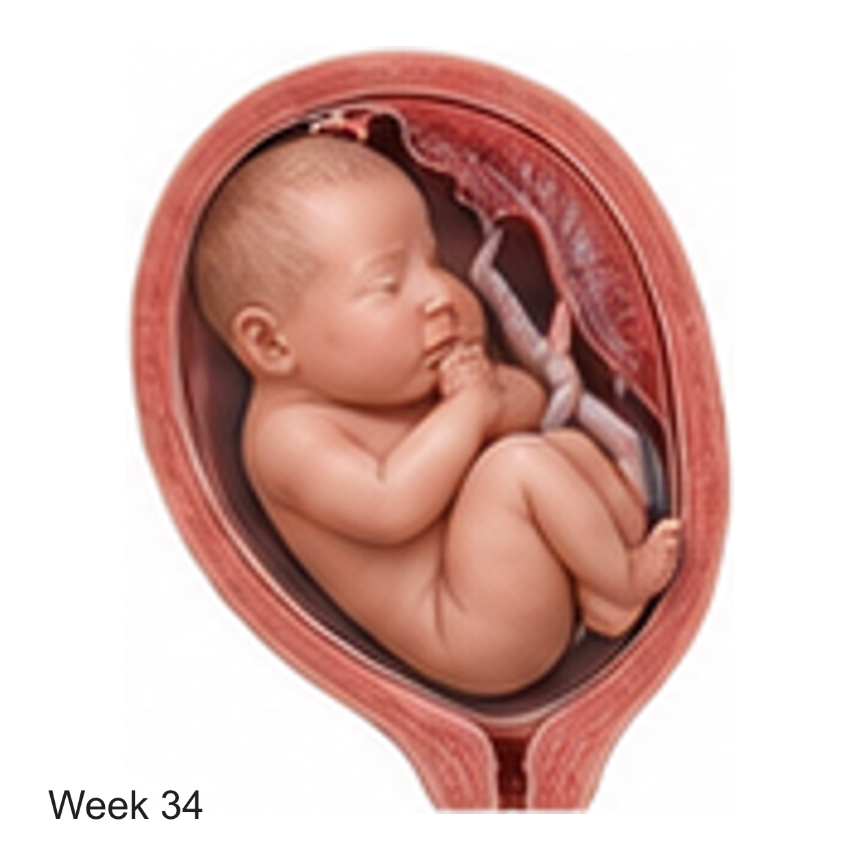 Prenatal development illustration at week 34