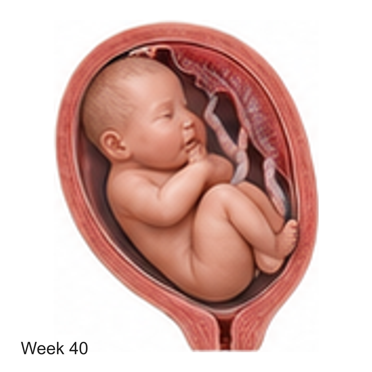 Prenatal development illustration at week 40