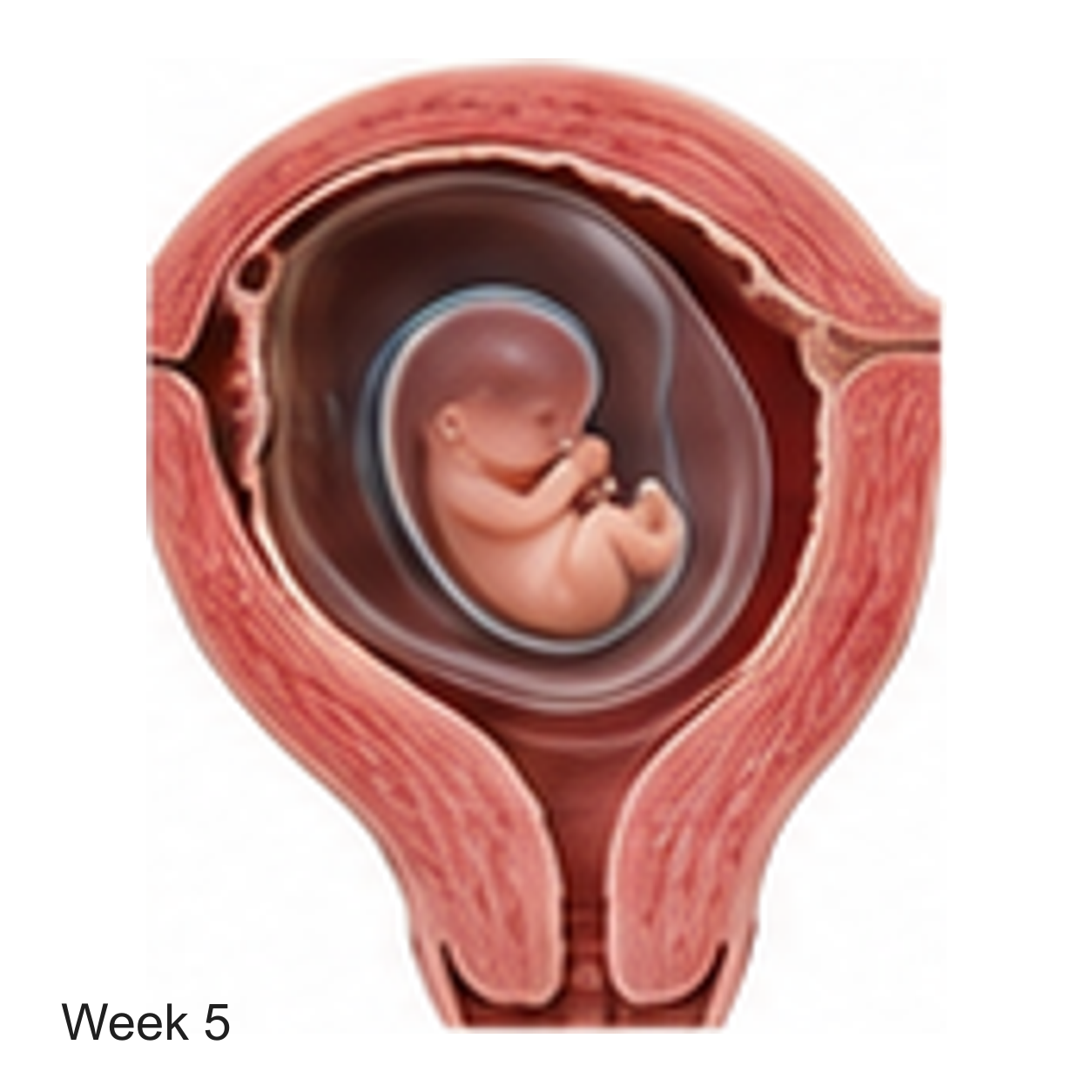 Prenatal development illustration at week 5