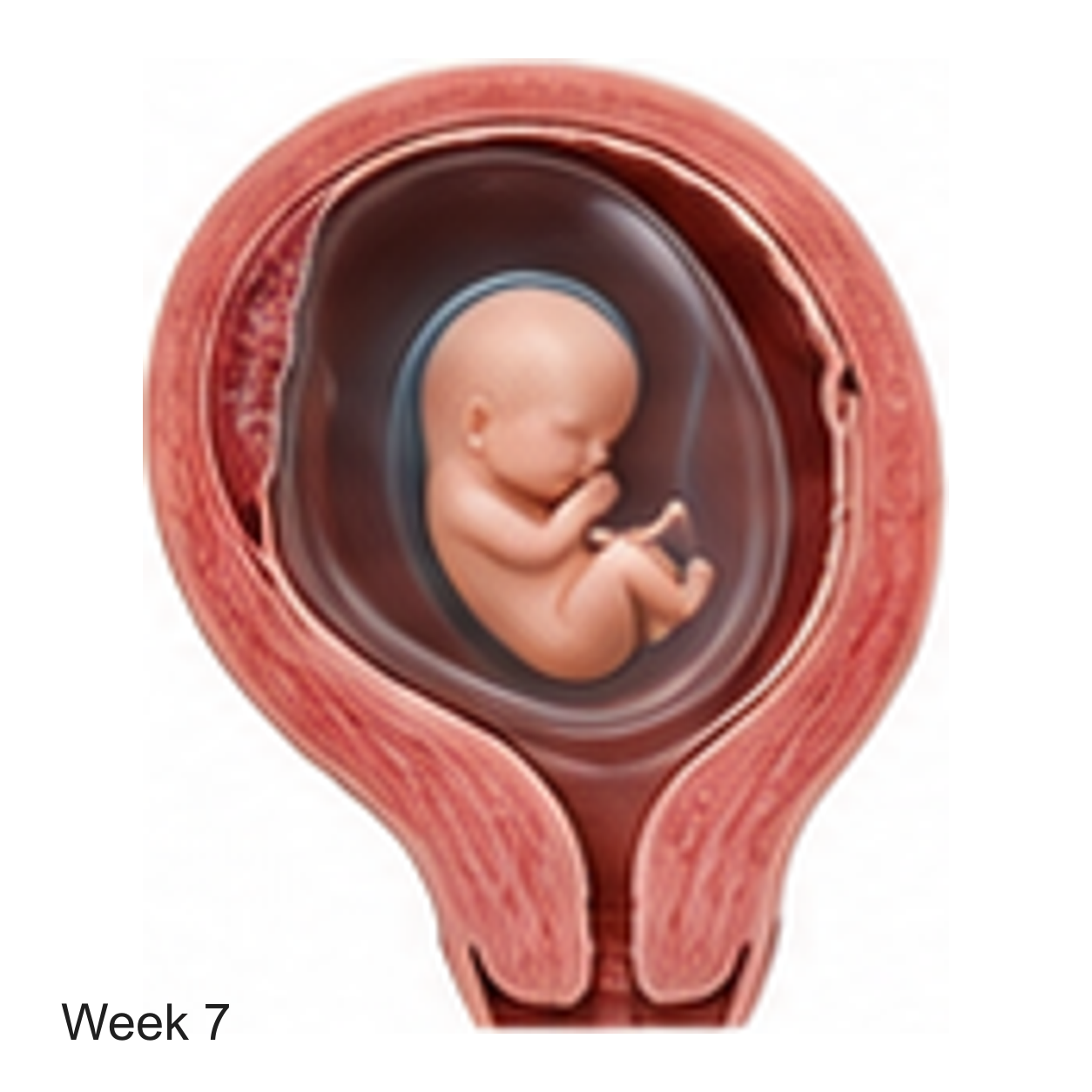 Prenatal development illustration at week 7