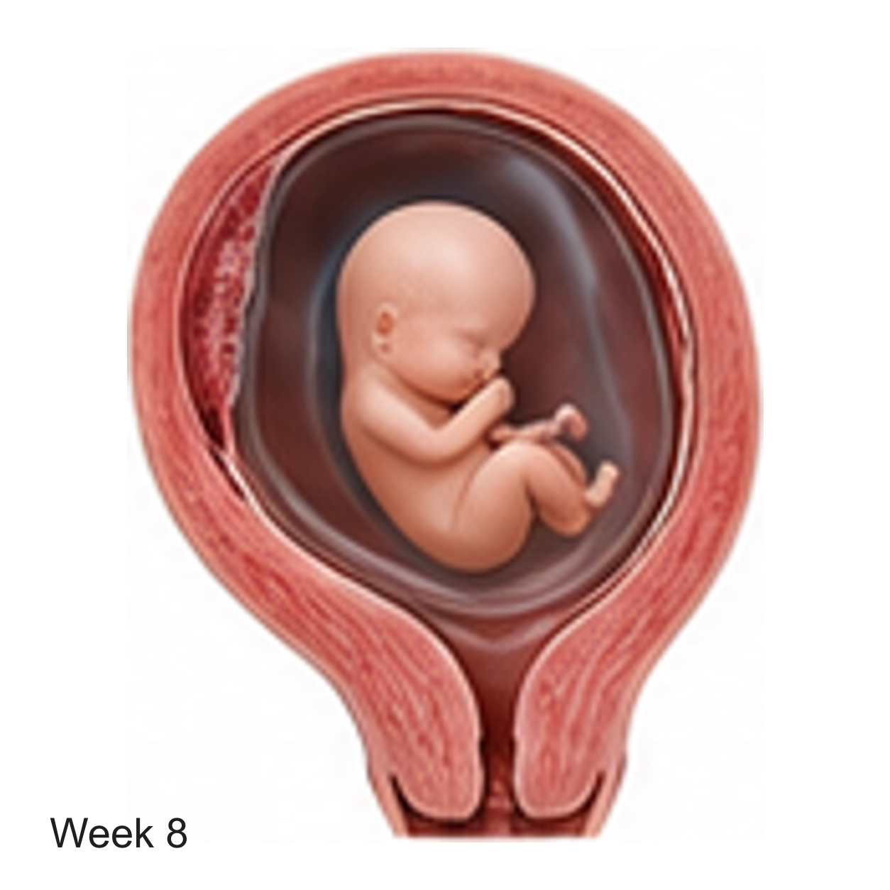 Prenatal development illustration at week 8